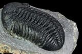 Pedinopariops Trilobite - Mrakib, Morocco #125086-5